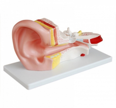 耳朵解剖模型